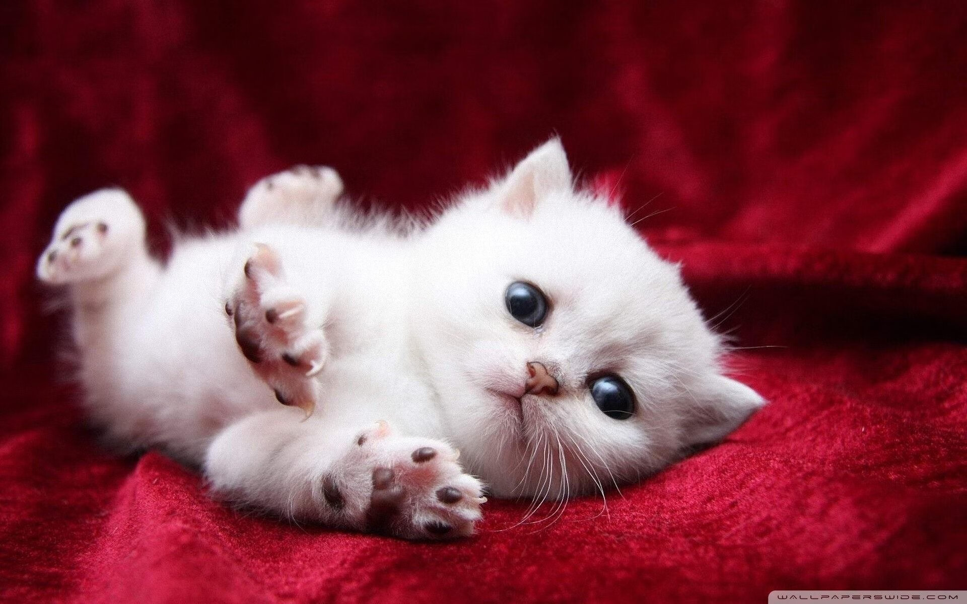 德甲焦点战，教练总结比赛亮点，德甲榜首大战