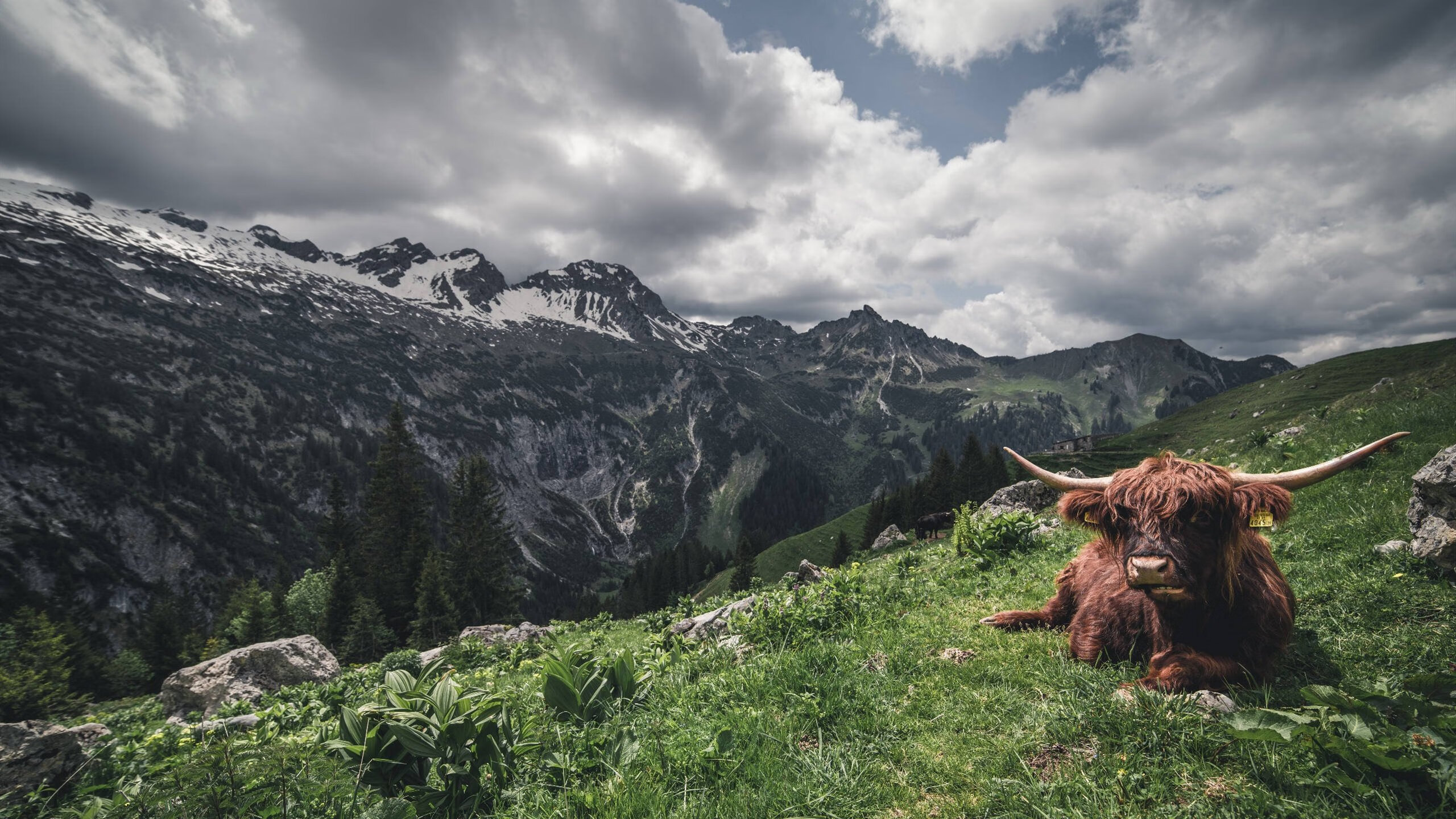 意大利柔道选手在女子比赛中获得铜牌，意大利柔道冠军