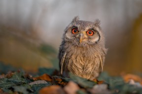 爱游戏平台-体操世锦赛，精湛技艺征服全场，体操世锦赛2021官网